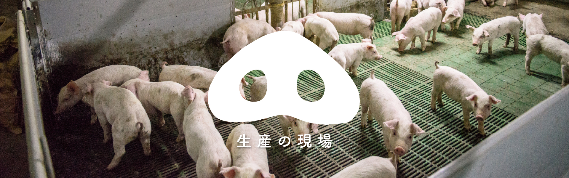 北海道の大地から、美味しい豚肉で笑顔を増やす/鈴木ビビッドファーム